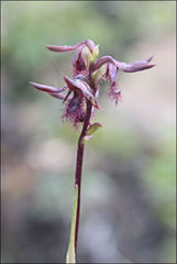 Genoplesium morrisii