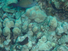 Cirripectes vanderbilti