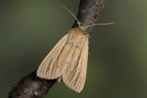 Smoky Wainscot