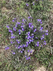 Scutellaria wrightii