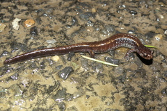 Plethodon vehiculum