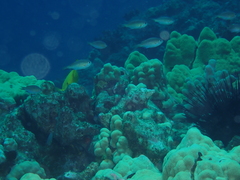 Pycnochromis vanderbilti