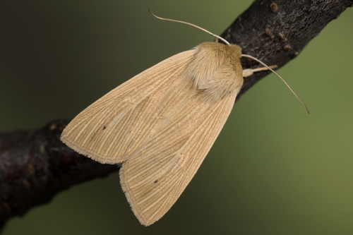 Common Wainscot