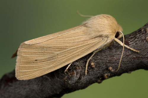 Common Wainscot
