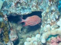 Sargocentron xantherythrum