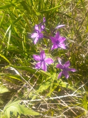 Phlox pilosa