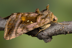 Autographa jota