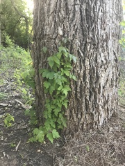 Cissus trifoliata