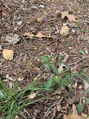Zizia trifoliata