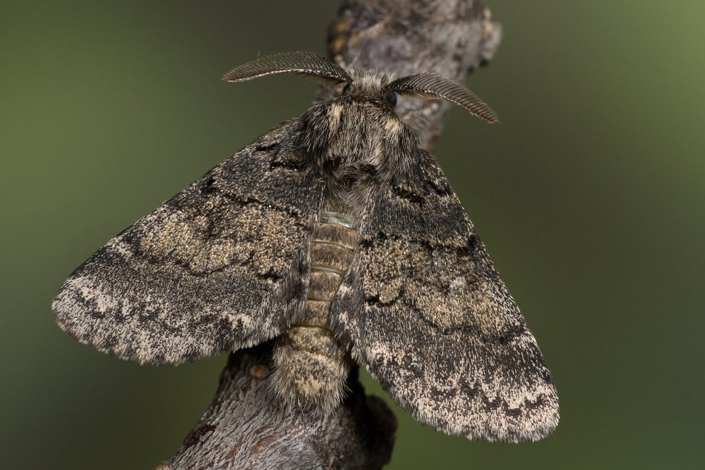Dusky Marbled Brown
