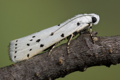 Myelois circumvoluta