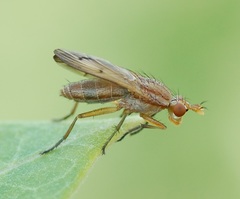 Tetanocera plebeja