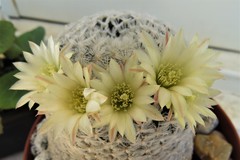 Mammillaria duwei
