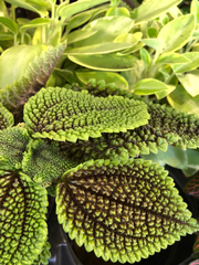 Pilea mollis