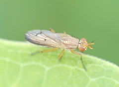 Tetanocera plebeja