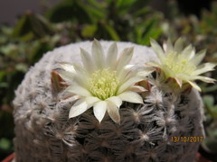 Mammillaria duwei