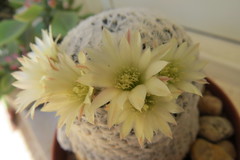Mammillaria duwei