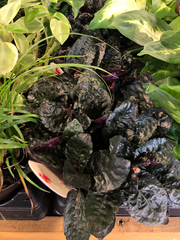 Hemigraphis alternata