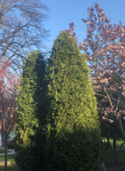 Taxus globosa
