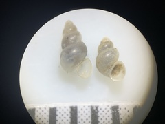 Ipnobius robustus