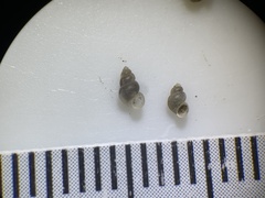 Ipnobius robustus
