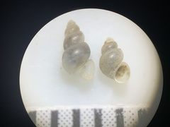 Ipnobius robustus