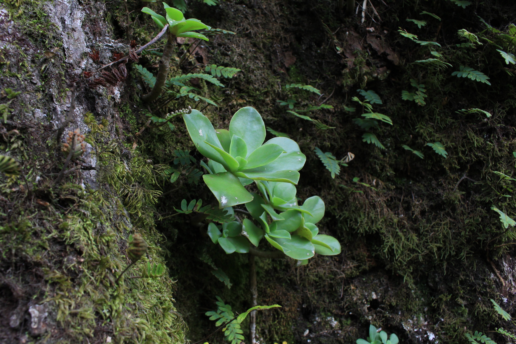 Imagem de Rosa-de-pedra
