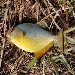 Serrasalmus maculatus