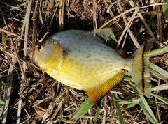 Serrasalmus maculatus