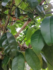Columbina talpacoti