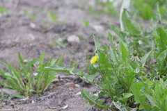 Taraxacum officinale