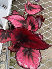 Begonia rex-cultorum
