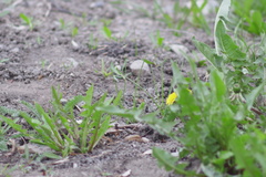 Taraxacum officinale