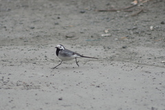 Motacilla alba