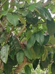 Columbina talpacoti