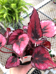 Begonia rex-cultorum