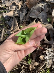 Trillium cernuum