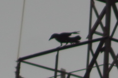 Corvus corax