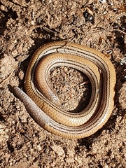 Aprasia striolata