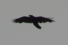 Corvus corax