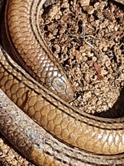 Aprasia striolata