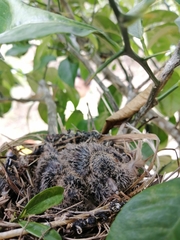 Columbina talpacoti