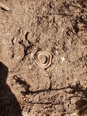 Aprasia striolata