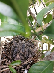 Columbina talpacoti