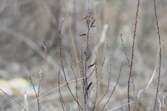 Chamaecytisus ruthenicus