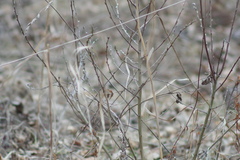 Chamaecytisus ruthenicus
