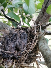 Columbina talpacoti
