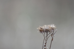 Arctium tomentosum