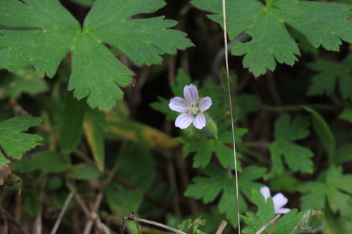 Image of Geranium seemannii by no rights reserved