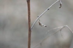Arctium tomentosum